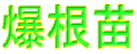 爆根苗